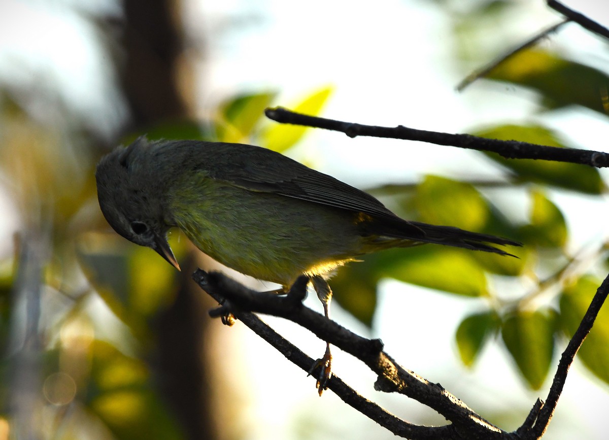 Reinita Coroninaranja - ML647725890