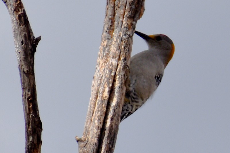 Carpintero Frentidorado - ML647725891