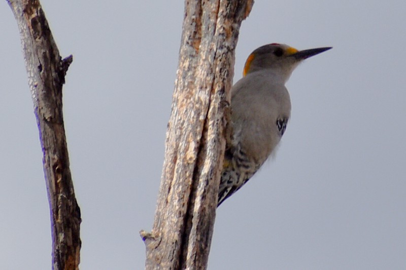 Carpintero Frentidorado - ML647725892