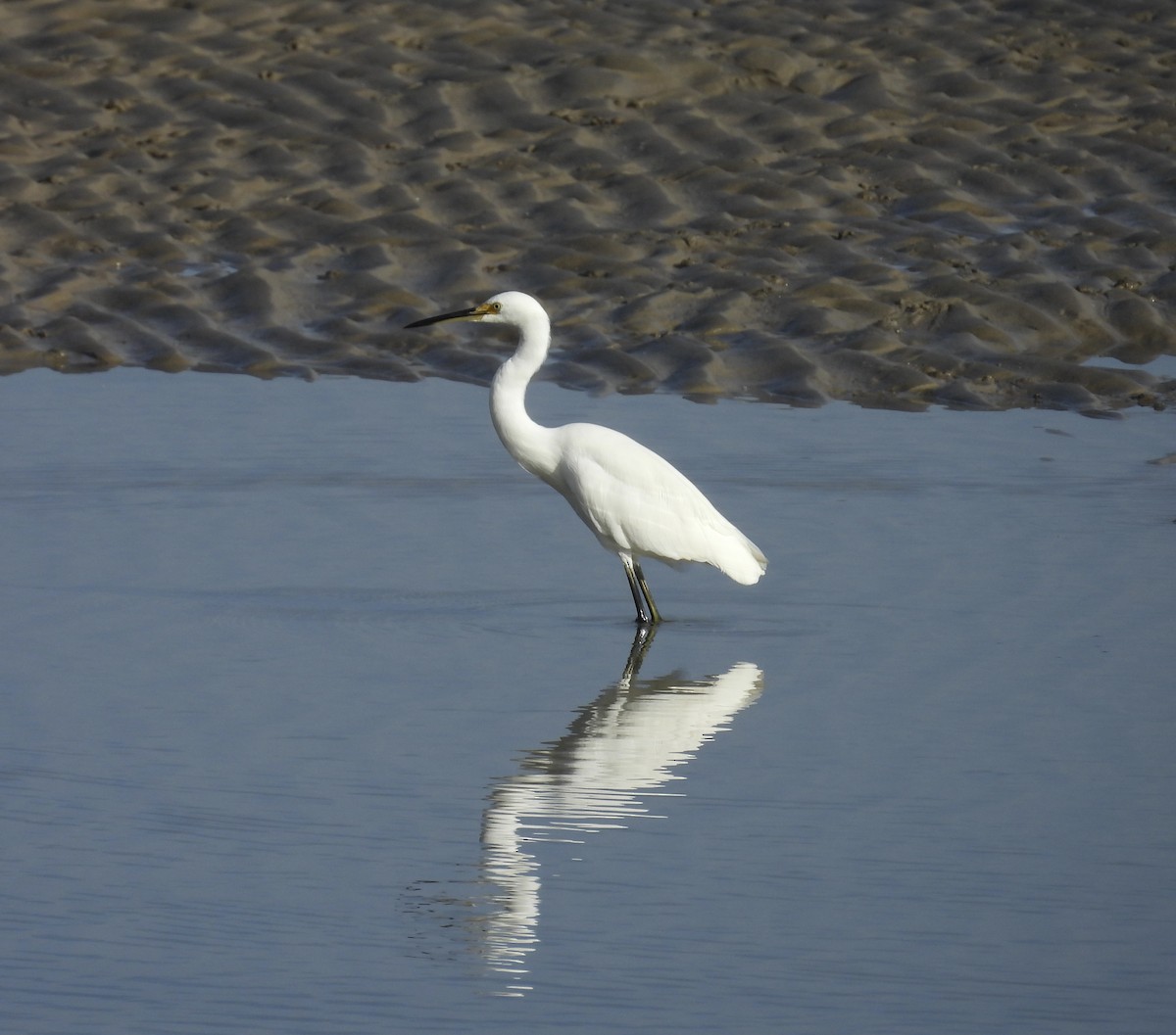 Little Egret - ML647725893