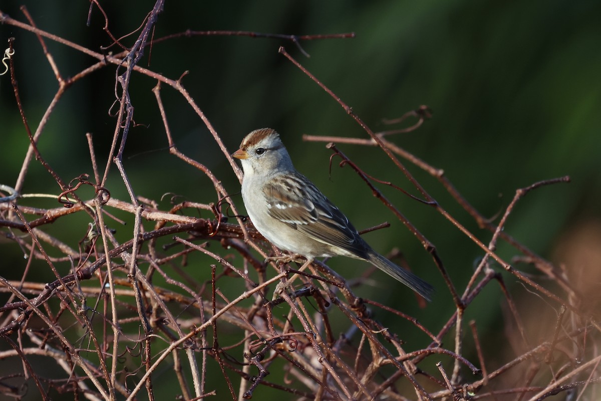 Chingolo Coroniblanco - ML647725894