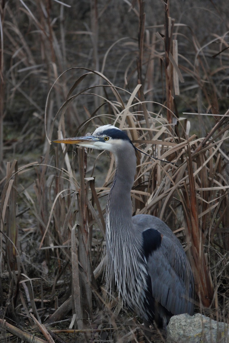 Garza Azulada - ML647725895