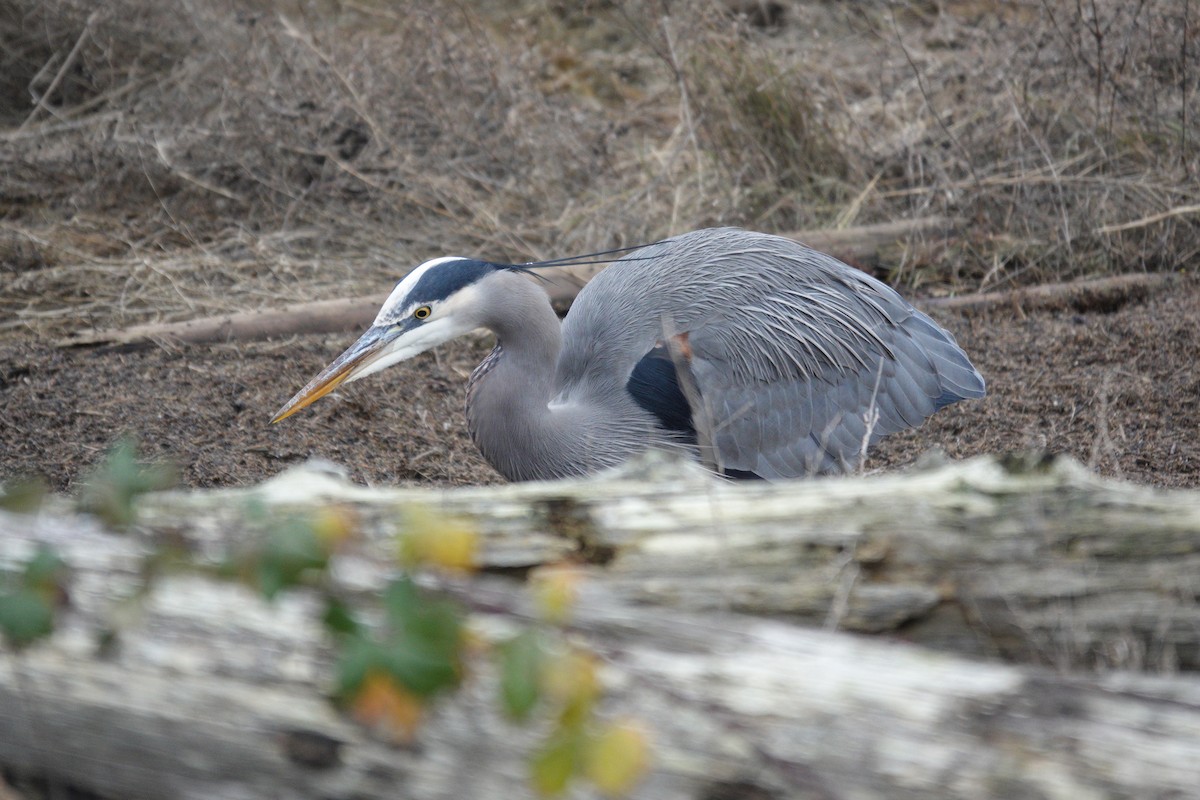 Garza Azulada - ML647725896