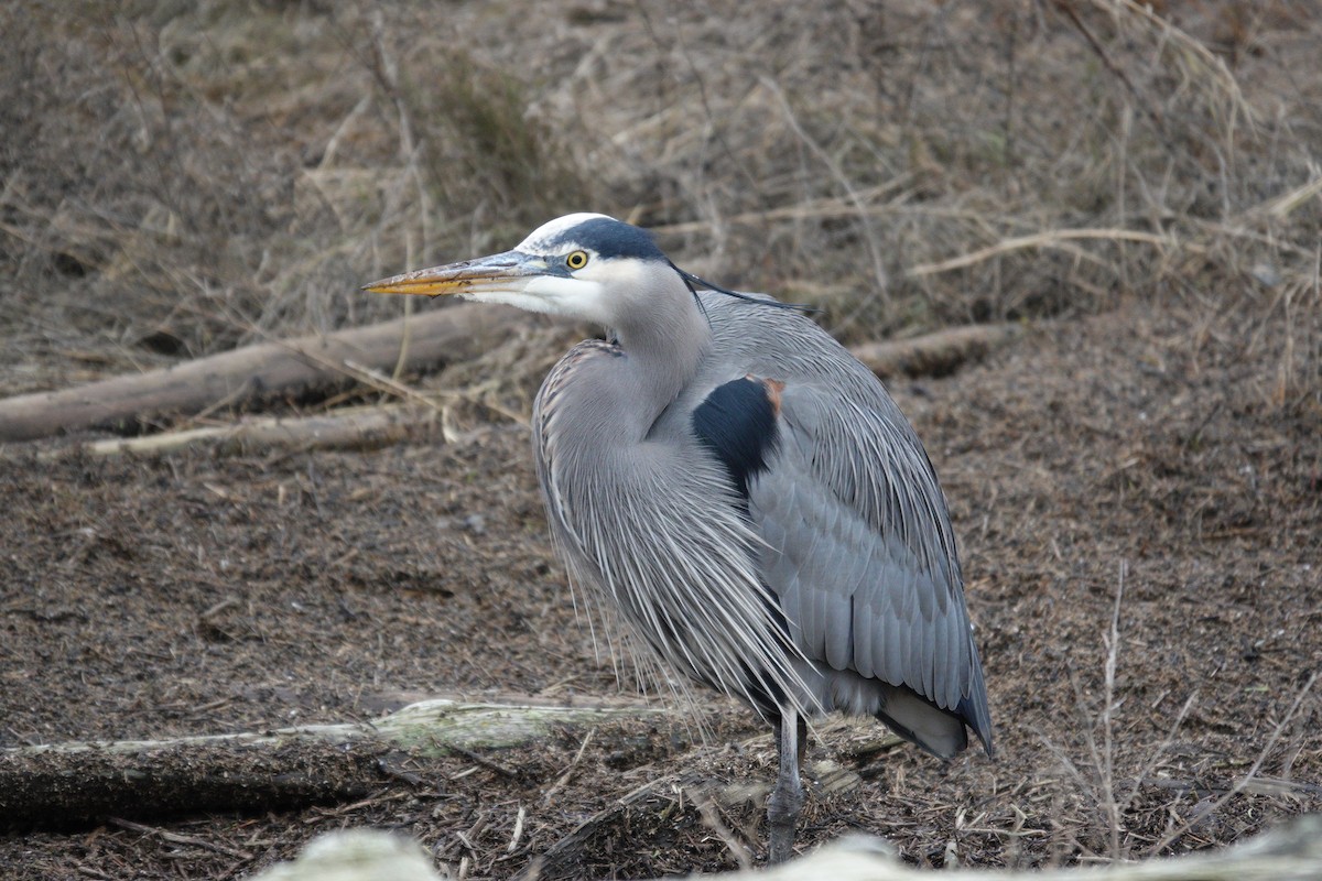 Garza Azulada - ML647725899