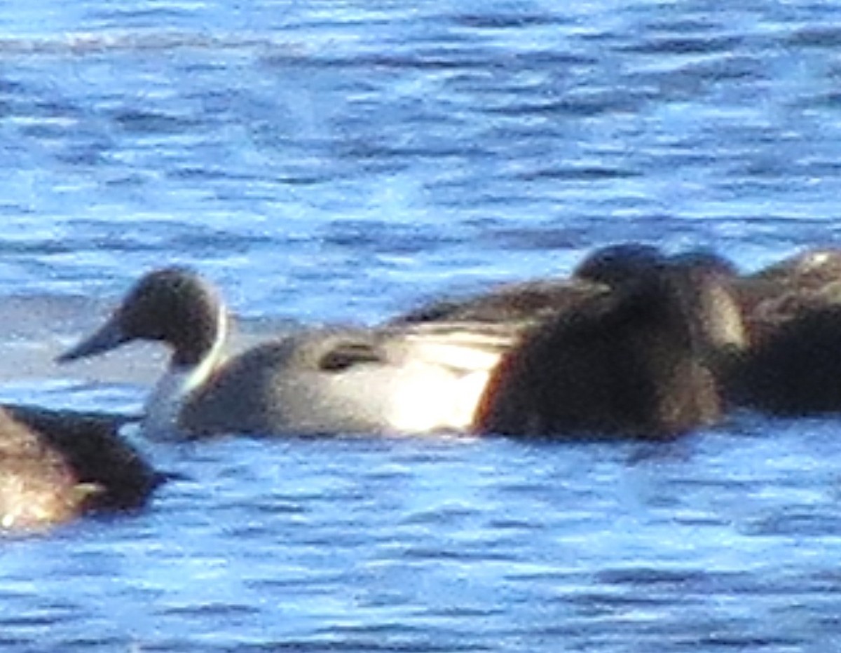 Ánade Rabudo - ML647725901