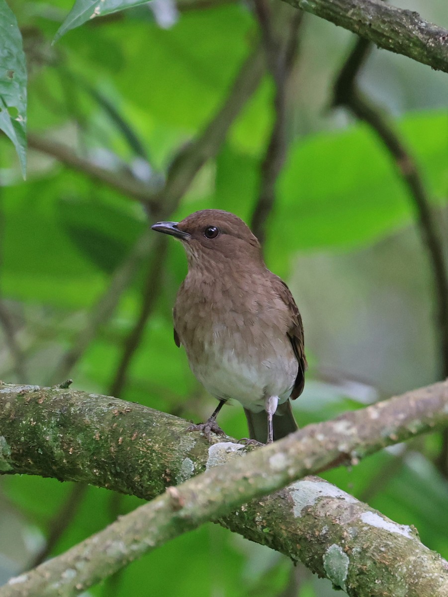 Zorzal Piquinegro - ML647725902