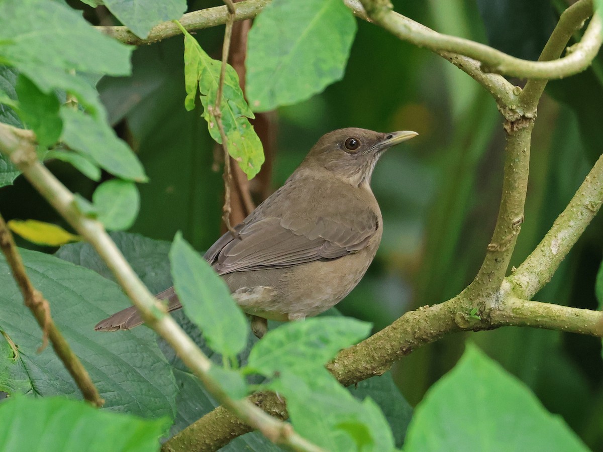 Zorzal Piquinegro - ML647725903