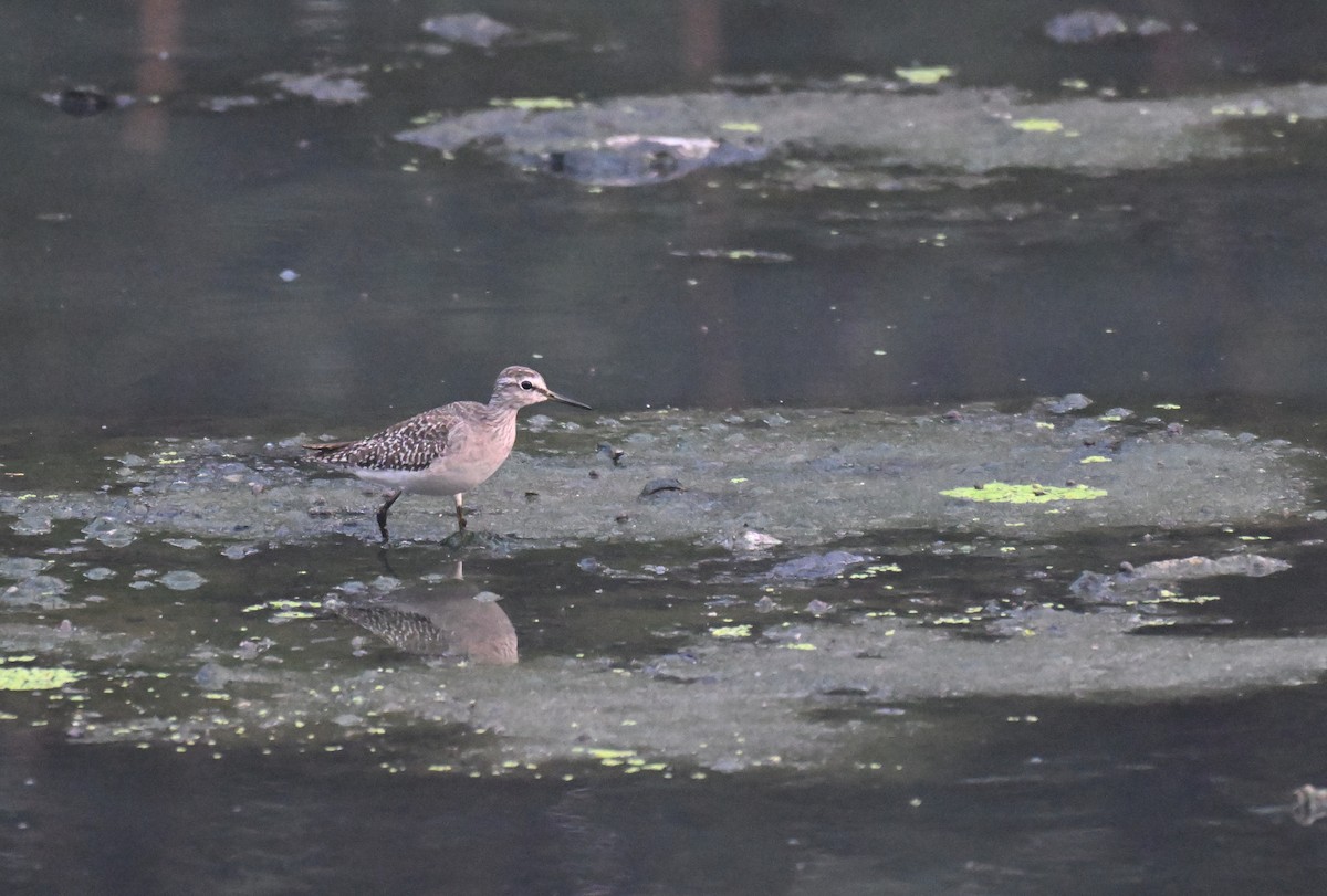 Archibebe Fino - ML647725905