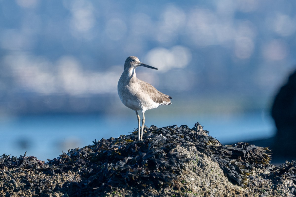 Playero Aliblanco - ML647725906