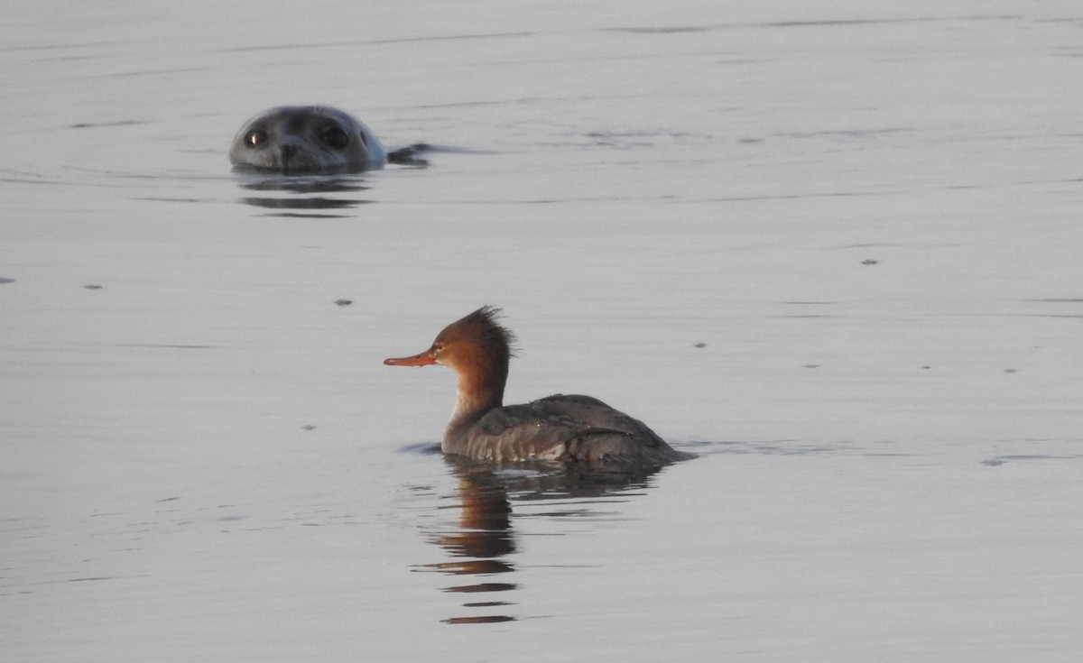 Serreta Mediana - ML647725907