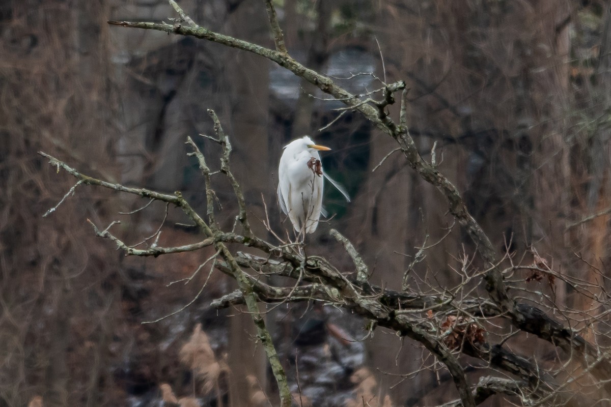 Garceta Grande - ML647725913