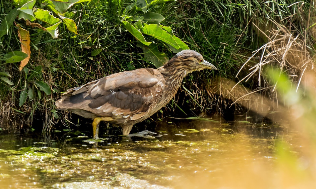 Martinete Común - ML647725914