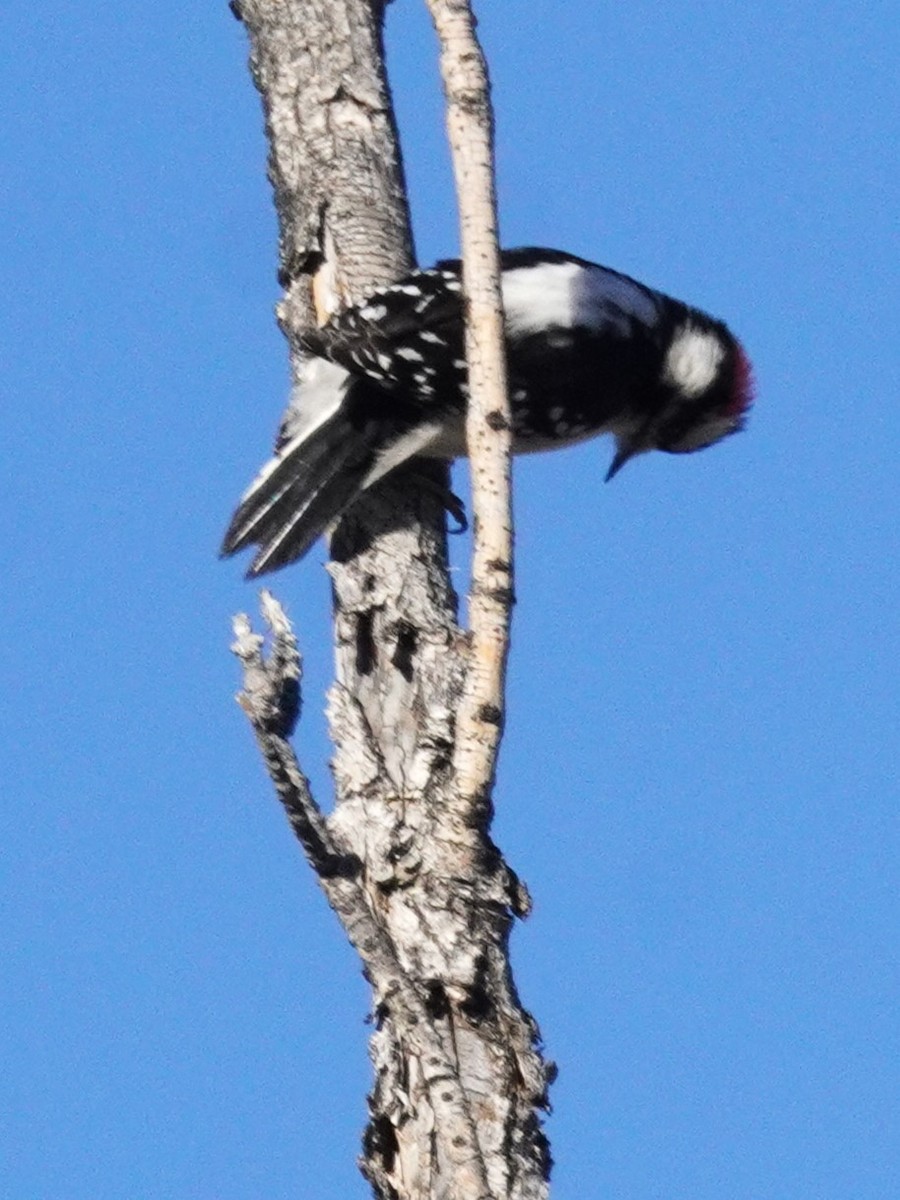 Pico Pubescente - ML647725915