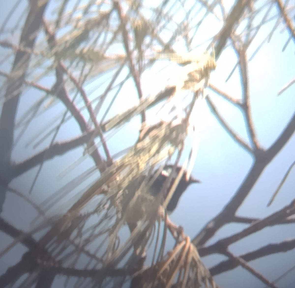 Maluro Soberbio - ML647725916