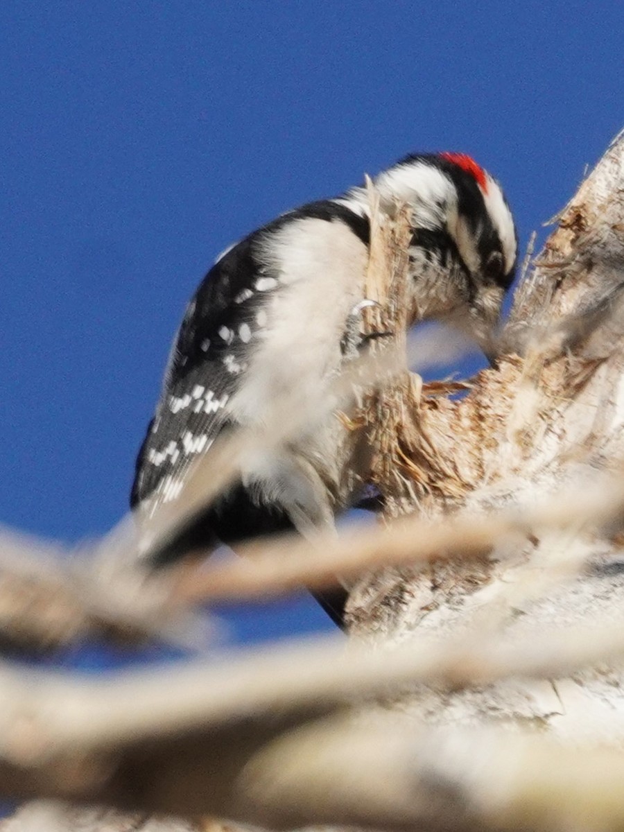 Pico Pubescente - ML647725919