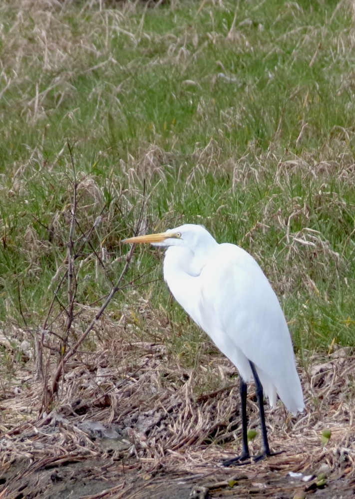 Garceta Grande - ML647725920