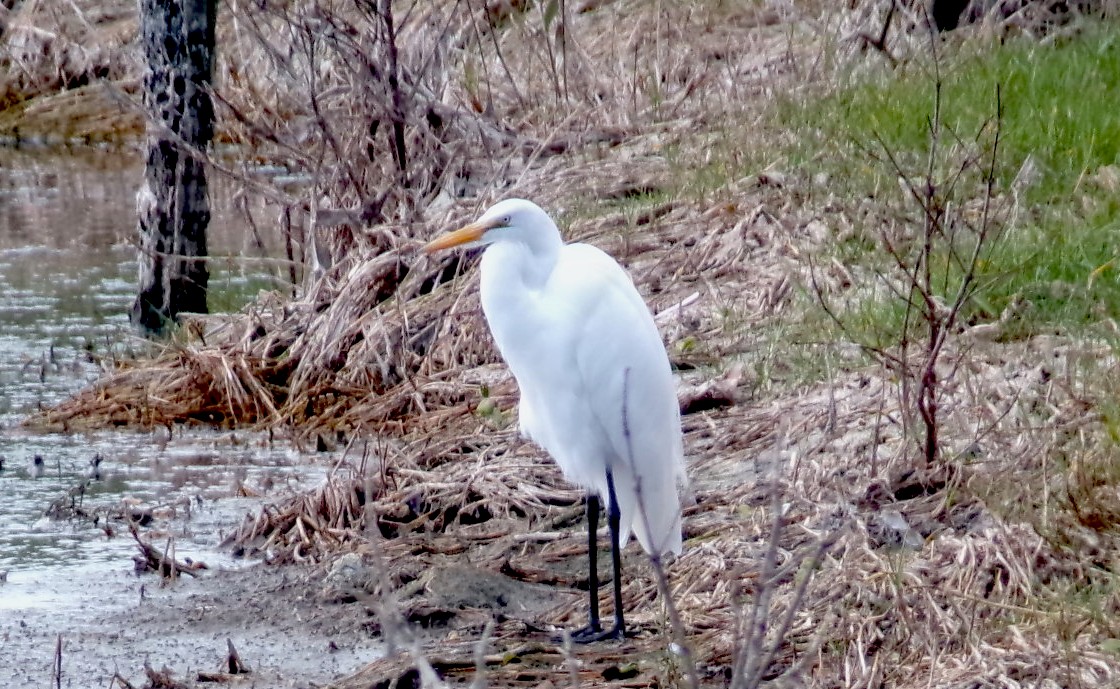 Garceta Grande - ML647725921