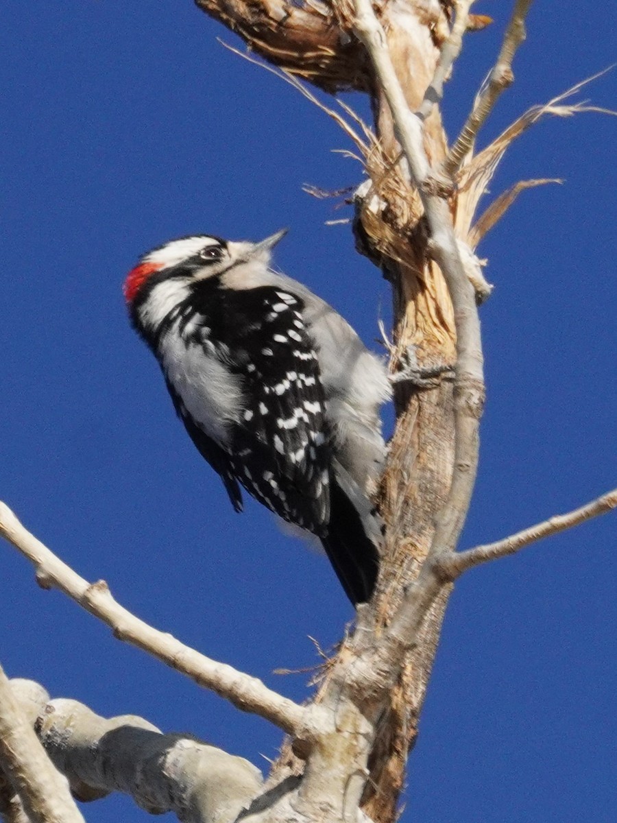 Pico Pubescente - ML647725923