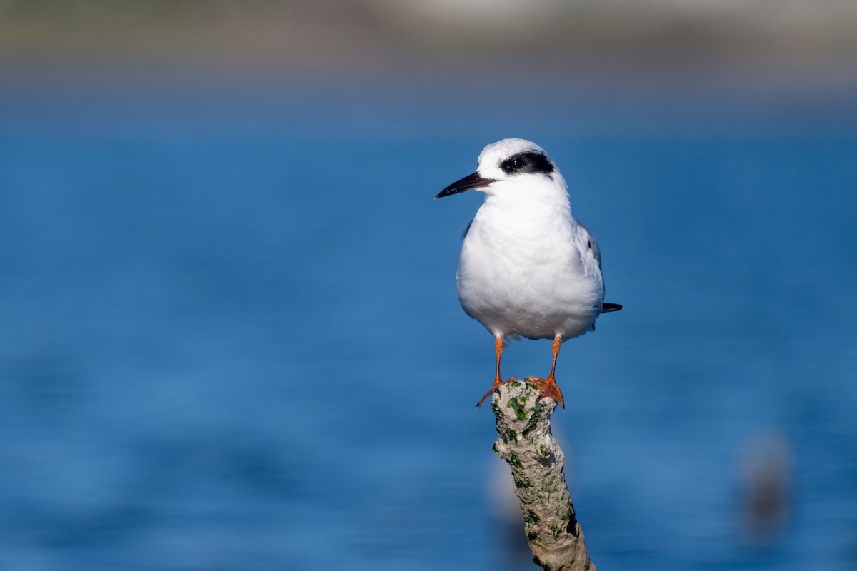 Charrán de Forster - ML647725924