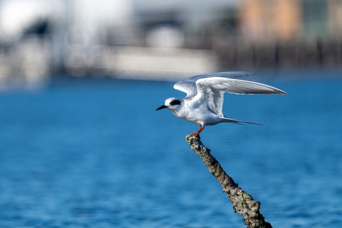 Charrán de Forster - ML647725925