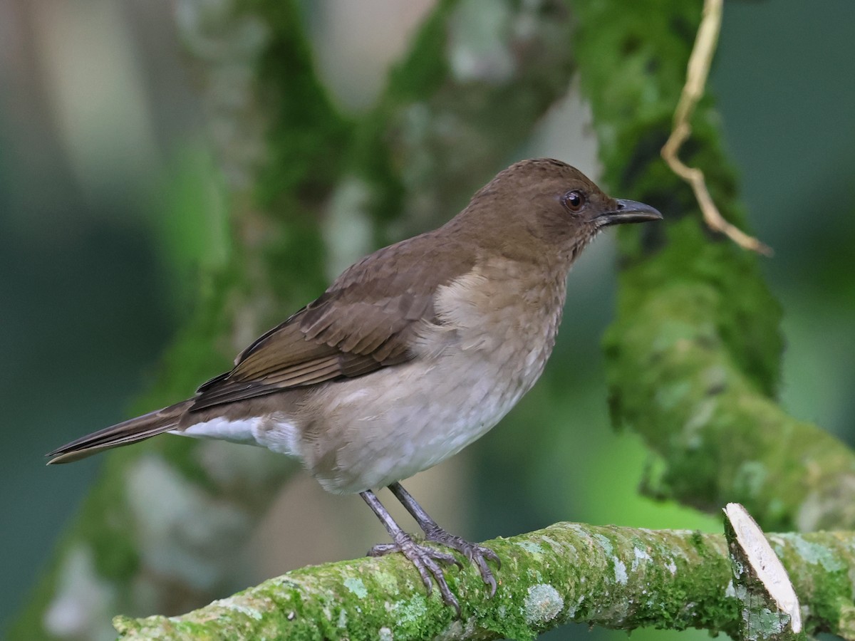 Zorzal Piquinegro - ML647725927