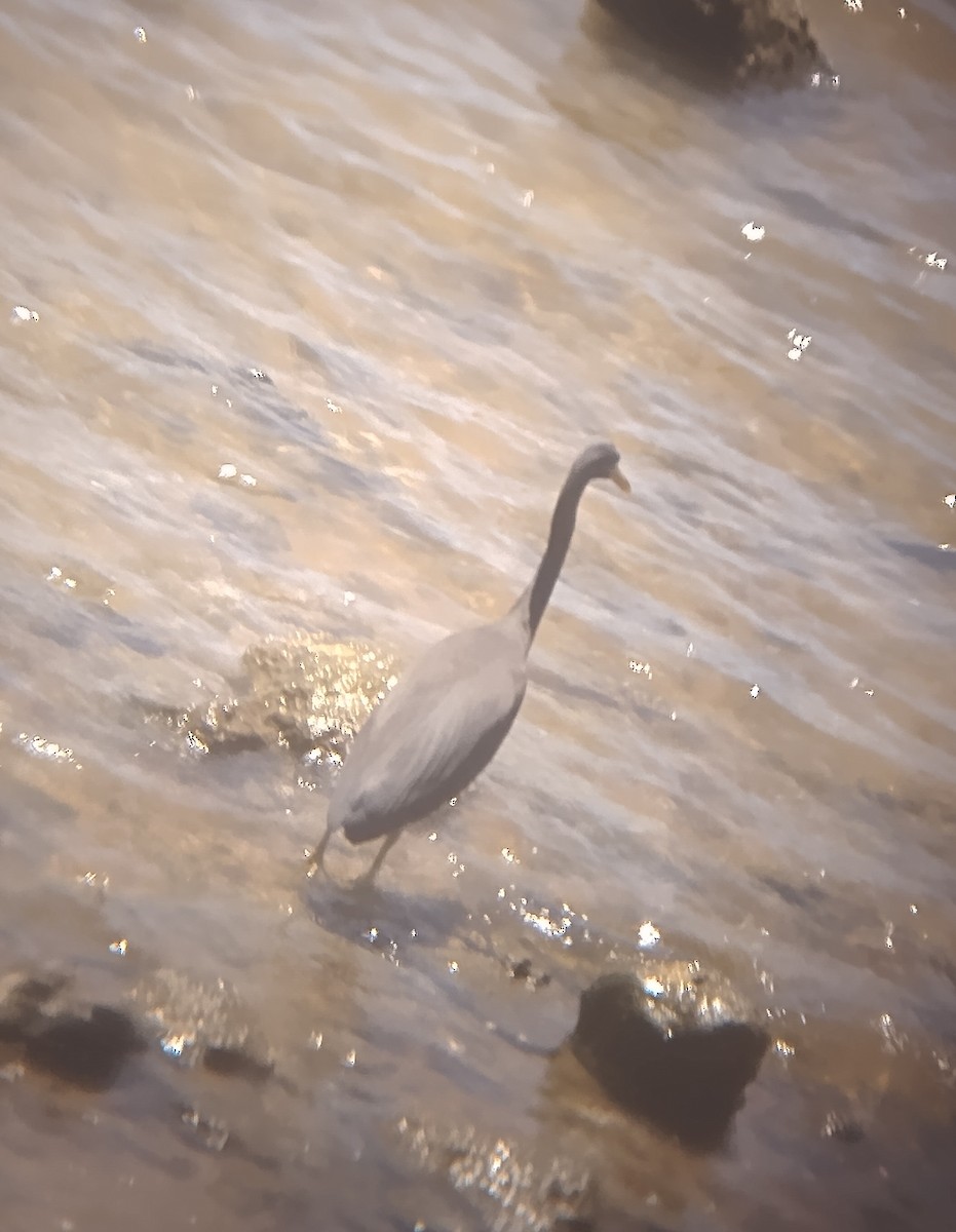 Garceta de Arrecife - ML647725928