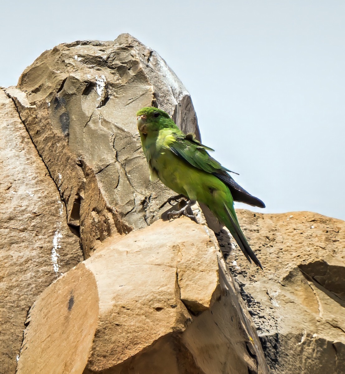 Catita Frentidorada - ML647725929