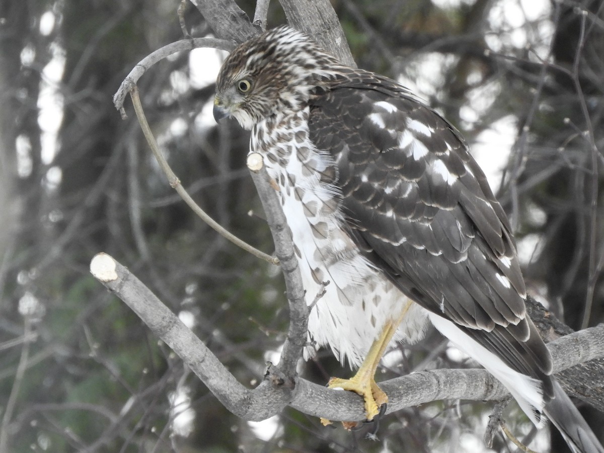 Cooper's Hawk - ML647725930