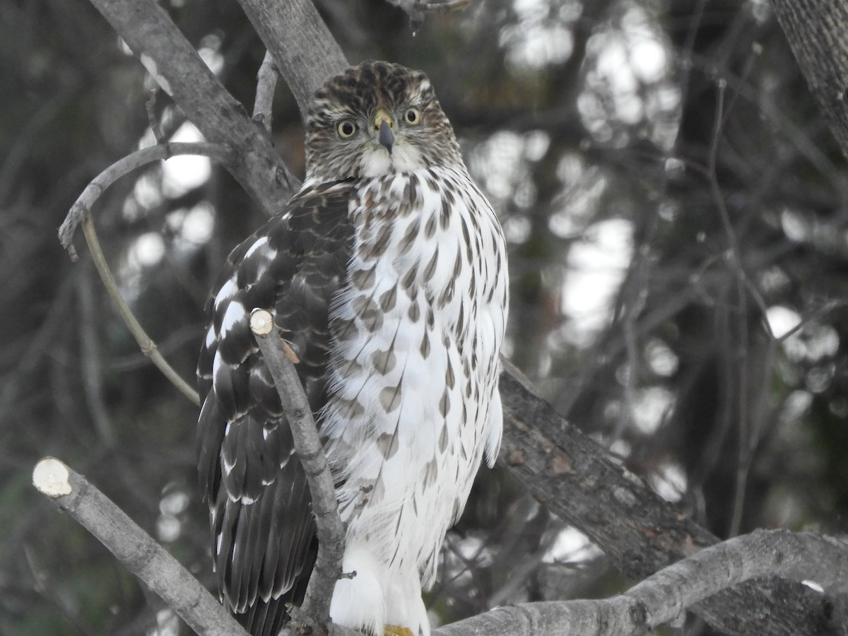 Cooper's Hawk - ML647725932