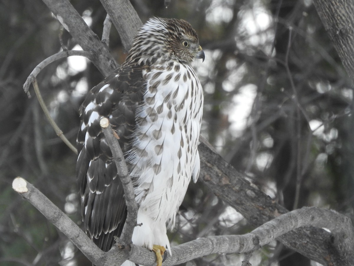 Cooper's Hawk - ML647725933