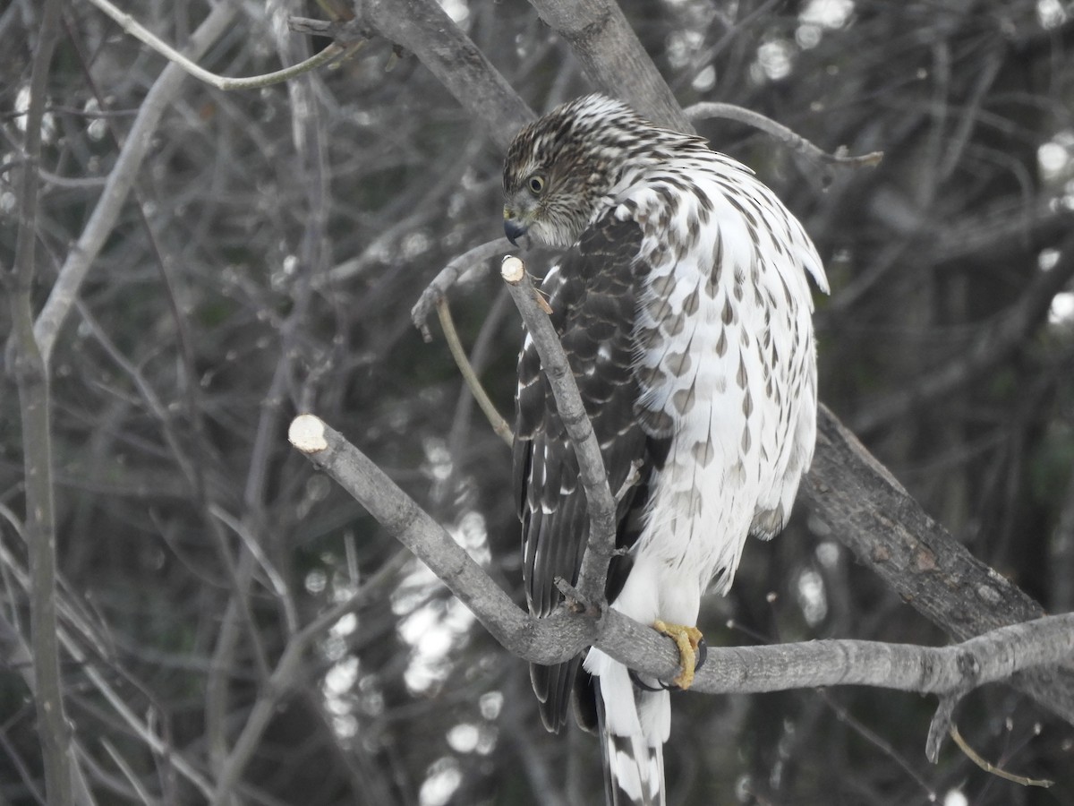Cooper's Hawk - ML647725934