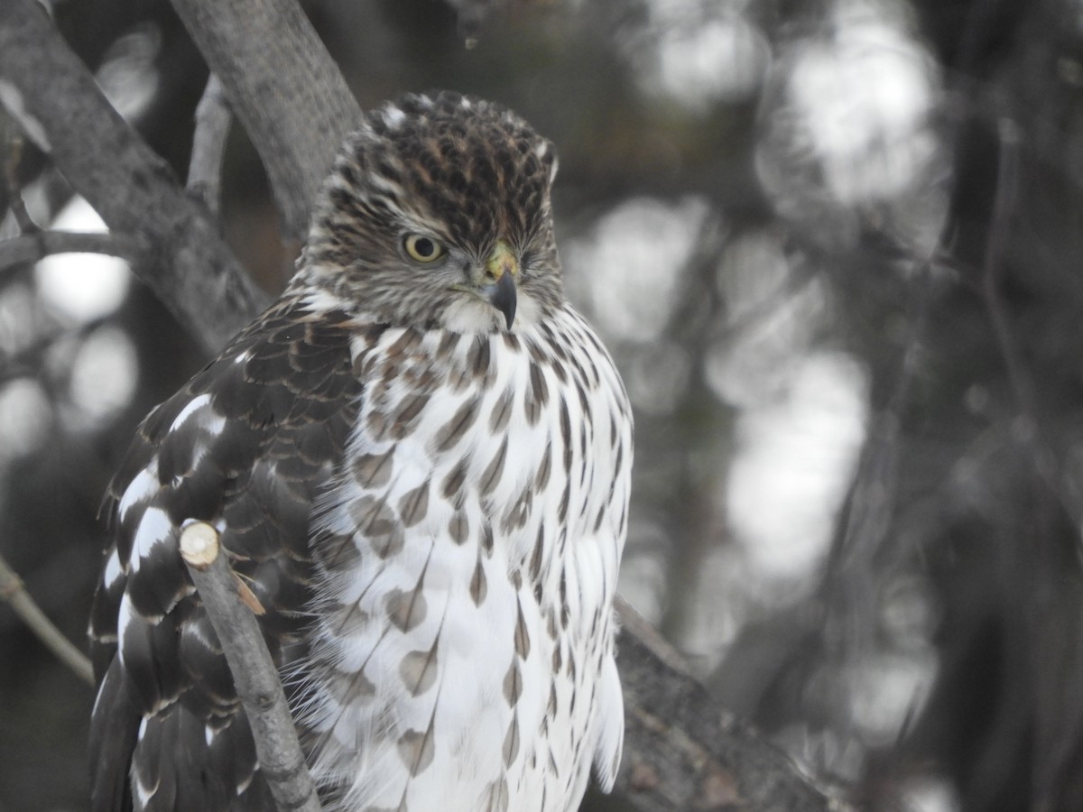 Cooper's Hawk - ML647725935