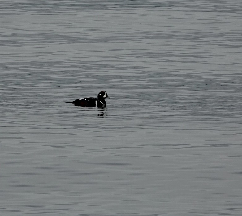 Harlequin Duck - ML647725937