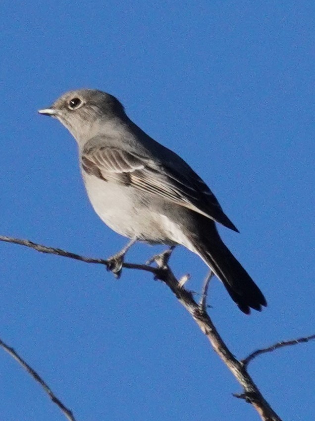 Solitario Norteño - ML647725938