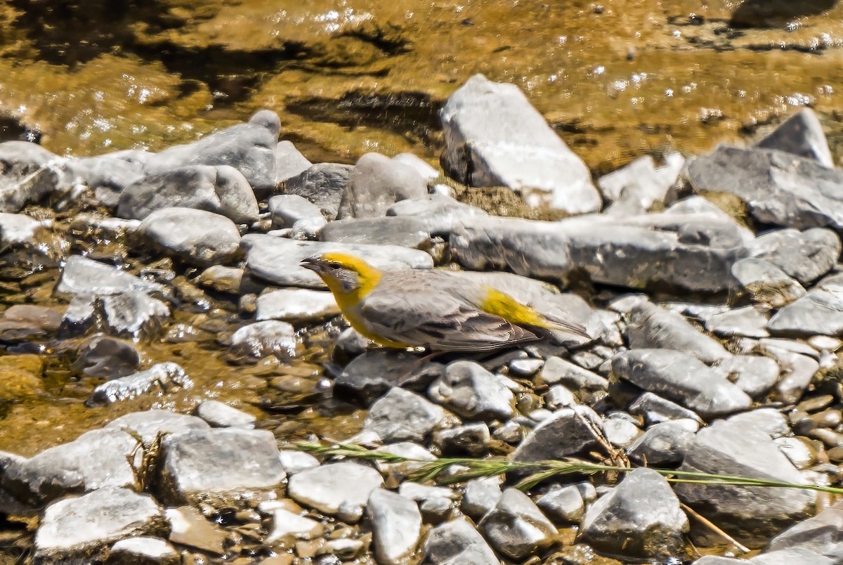 キゴシキンノジコ - ML647725955