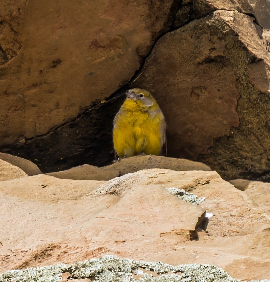 キゴシキンノジコ - ML647725956