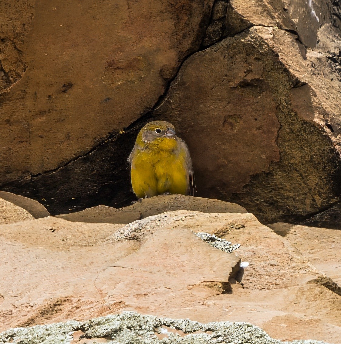 キゴシキンノジコ - ML647725957