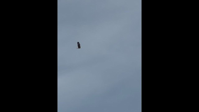 Bald Eagle - ML647725961