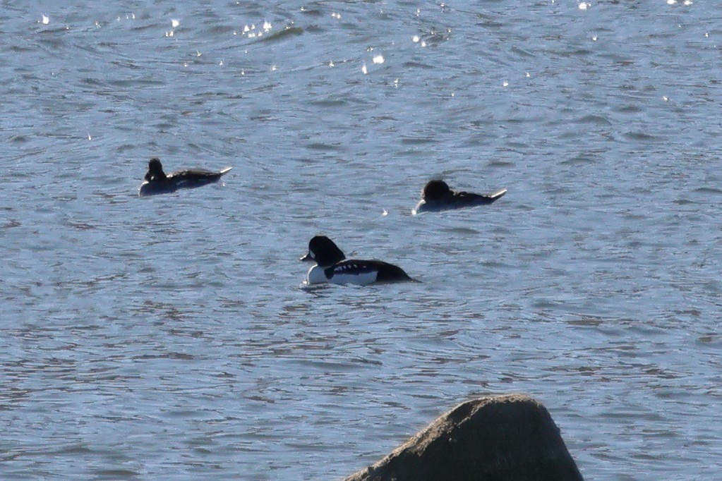 キタホオジロガモ - ML647725977