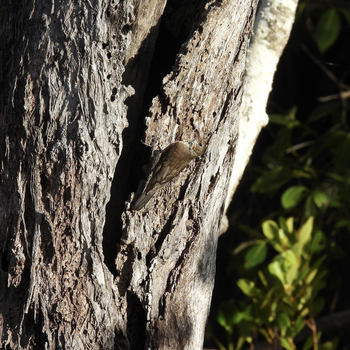 Белогорлая ложнопищуха - ML647725983