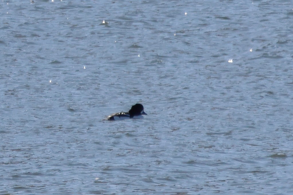 キタホオジロガモ - ML647725986