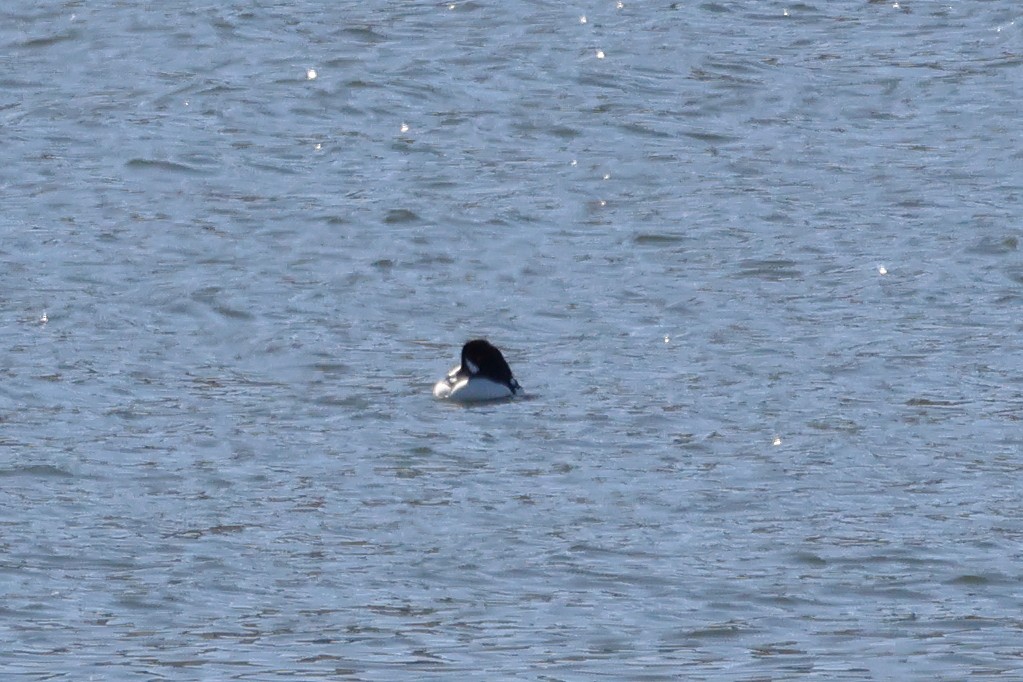 キタホオジロガモ - ML647725992