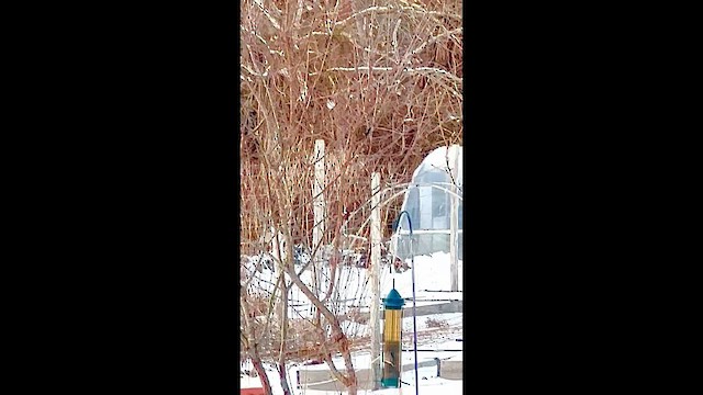 Purple Finch - ML647726002