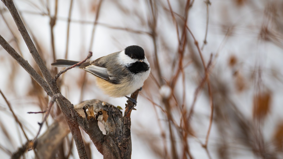 Black-capped Chickadee - ML647726021