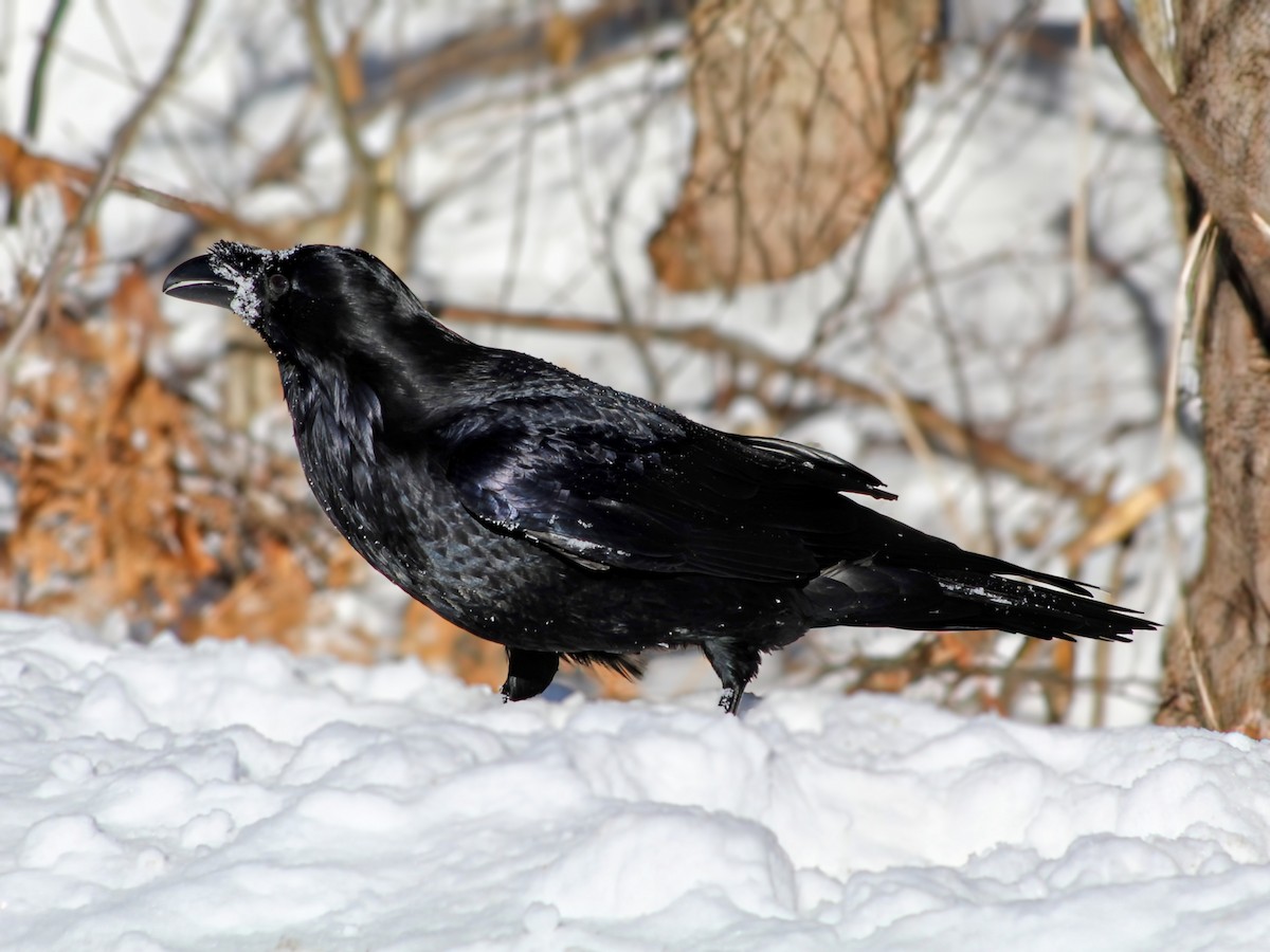 Common Raven - ML647726024