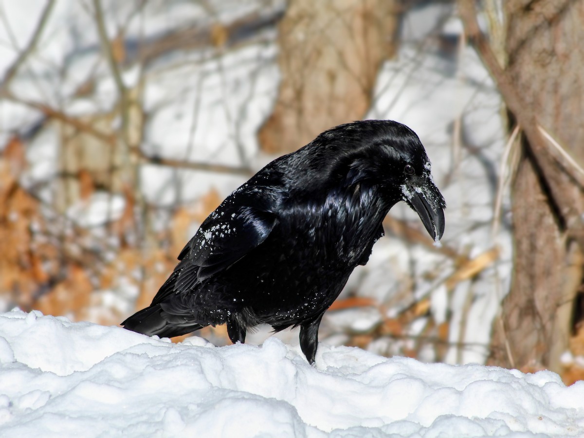 Common Raven - ML647726025