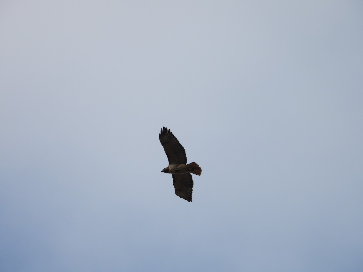 Краснохвостый канюк - ML647726040