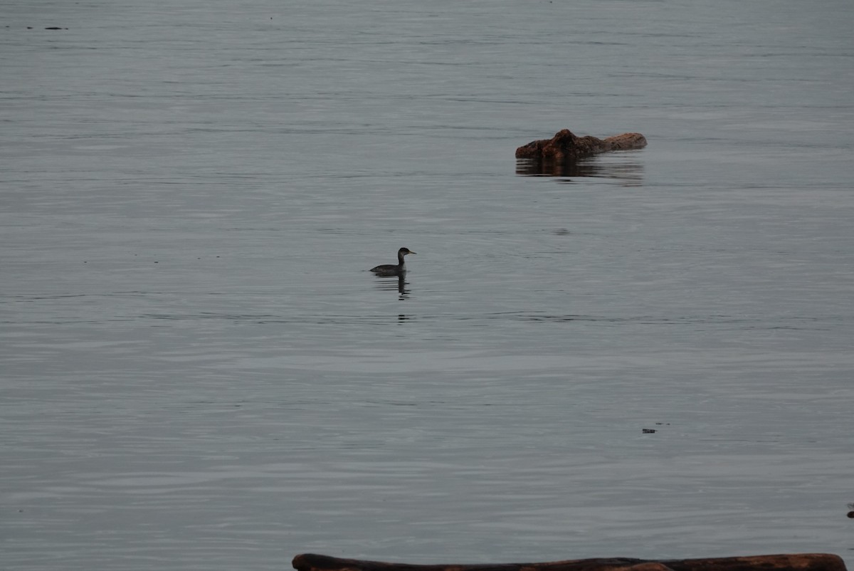 Red-necked Grebe - ML647726047