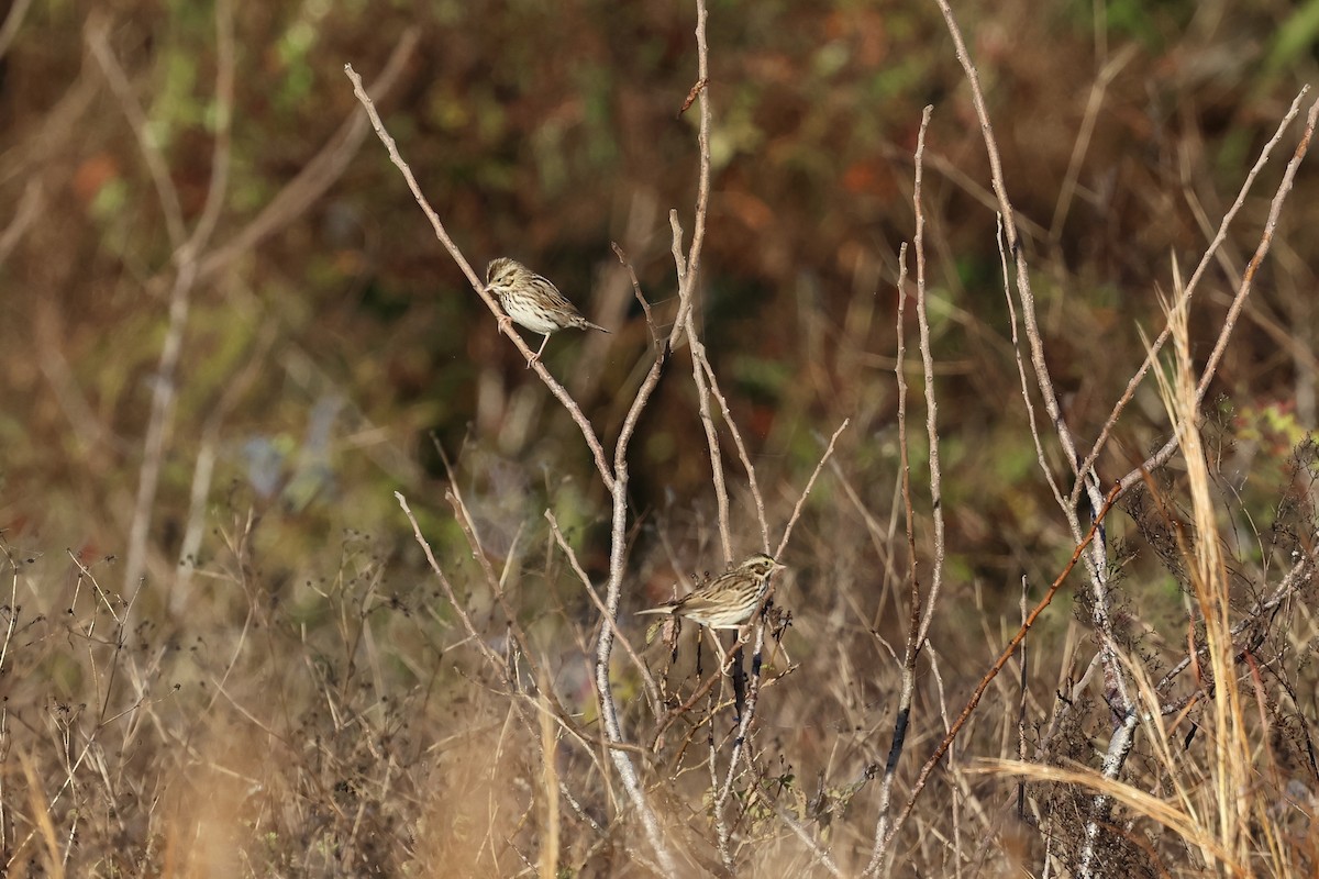 Savannah Sparrow - ML647726066