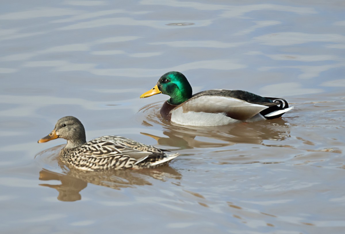 Кряква - ML647726082